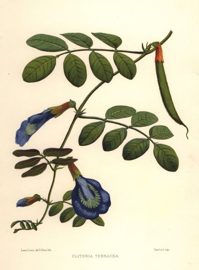 Asian Pigeonwings, Butterfly Pea or Darwin Pea, Clitoria Ternatea by Unknown